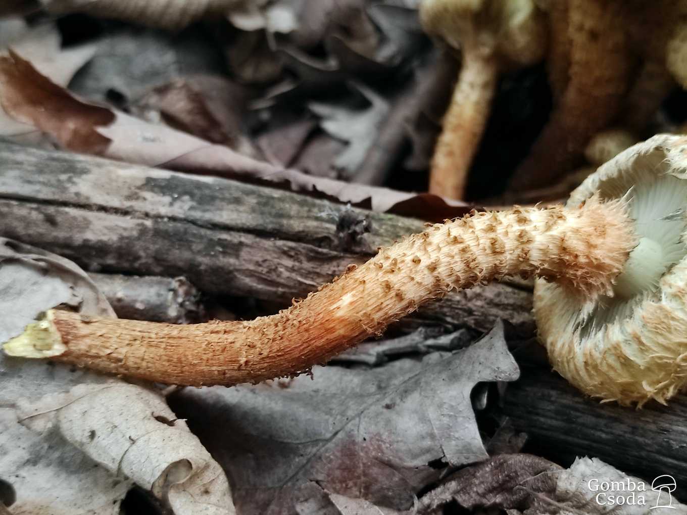 Tüskés tőkegomba (Pholiota squarrosa) + Fotók