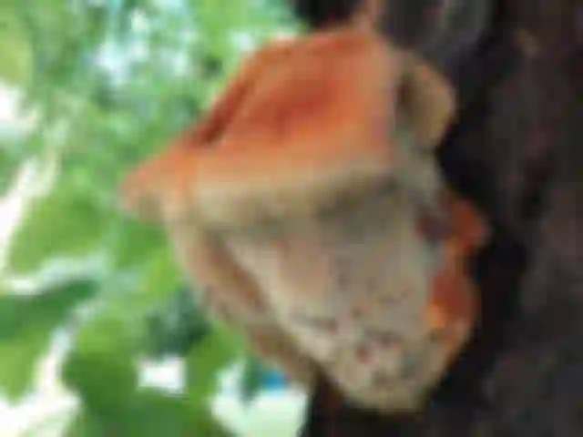 Almafa-rozsdástapló (Inonotus hispidus)
