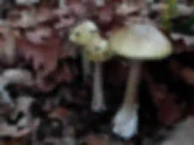 Gyilkos galóca (Amanita phalloides)