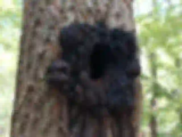 Kétalakú csertapló (Inonotus nidus-pici)