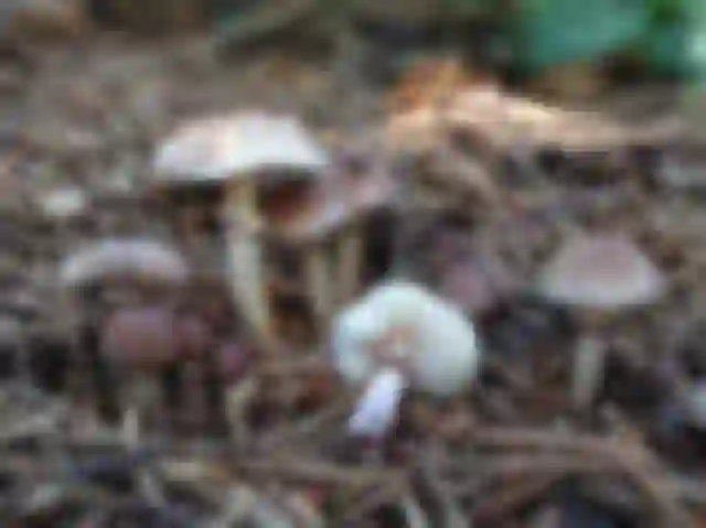 Lilás őzlábgomba (Lepiota lilacea)
