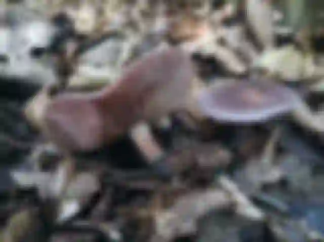 Szürkéslila pereszke (Lepista sordida)