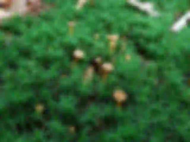 Tölcséres rókagomba (Craterellus tubaeformis)