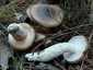 Barnanyálkás csigagomba (Hygrophorus latitabundus)