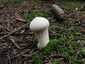 Bimbós pöfeteg (Lycoperdon perlatum)
