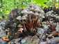 Cifra kígyógomba (Mycena inclinata)