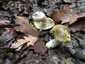 Cirmoskalapú pereszke (Tricholoma sejunctum)