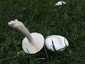 Fehér tarlógomba (Leucoagaricus leucothites)