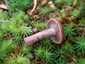 Kámfor-tejelőgomba (Lactarius camphoratus)