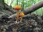 Narancsos csengettyűgomba (Pluteus variabilicolor)