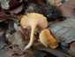Narancsvörös rókagomba (Cantharellus friesii)