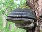 Parázstapló (Phellinus igniarius)