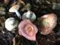 Ráncos galambgomba (Russula vesca)