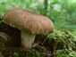 Rőt fagomba (Neolentinus cyathiformis)