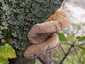 Szilva-tapló (Phellinus tuberculosus)