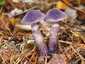 Sötétlila pókhálósgomba (Cortinarius violaceus)