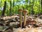 Tavaszi rétgomba (Agrocybe praecox)