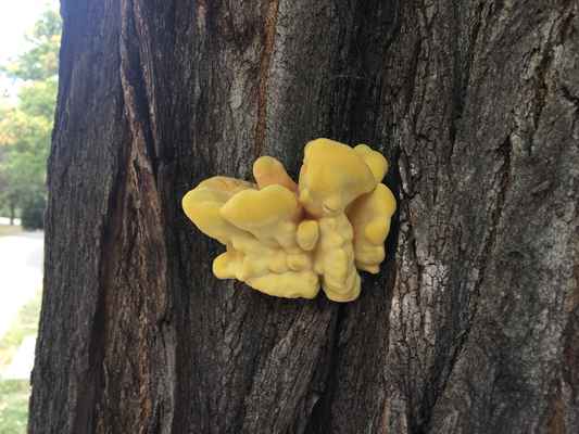 fákon élősködő gombák